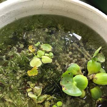 浮き草の投稿画像一覧 Greensnap グリーンスナップ