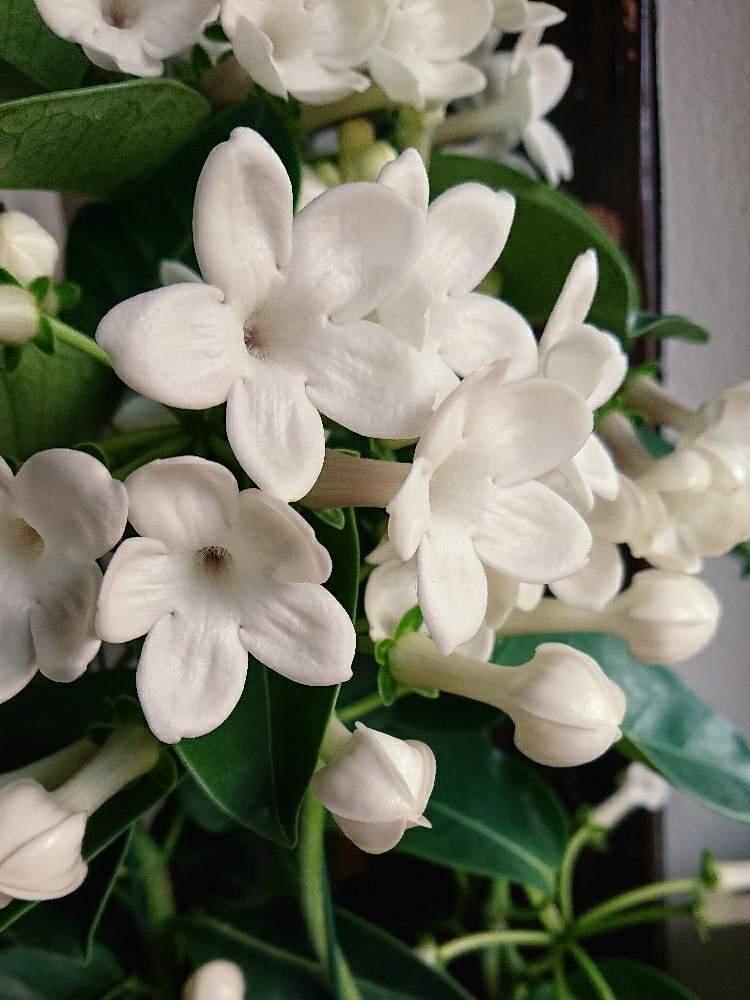 50 素晴らしい花 マダガスカルジャスミン 最高の花の画像