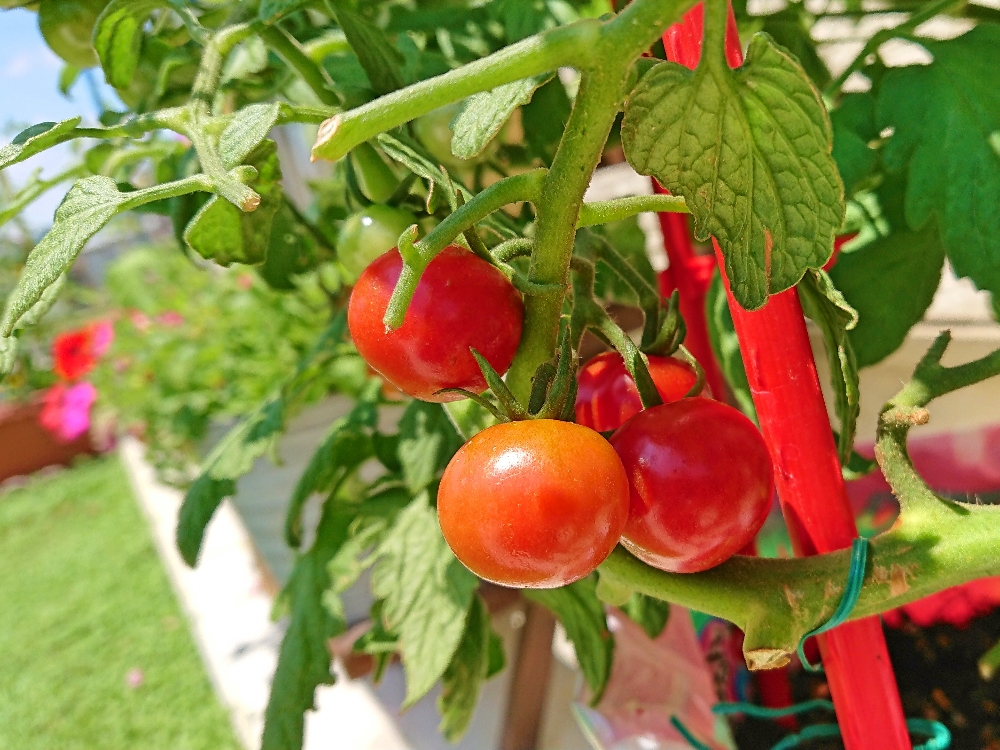 ミニトマトの育て方 プランター栽培の方法は 水やりのコツや 苗の植え方は Greensnap グリーンスナップ