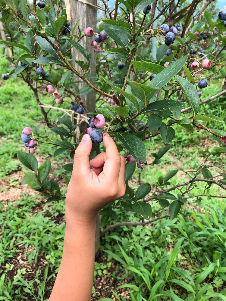 ブルーベリーの投稿画像 By 帆桜さん ブルーベリー狩り 19月7月24日 Greensnap グリーンスナップ