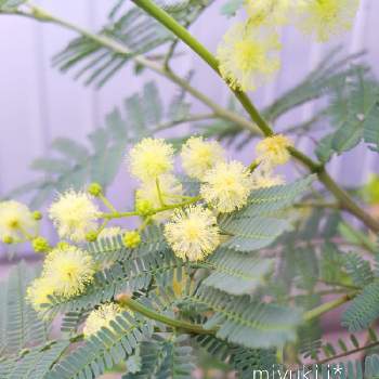 四季咲きの花の投稿画像一覧 Greensnap グリーンスナップ