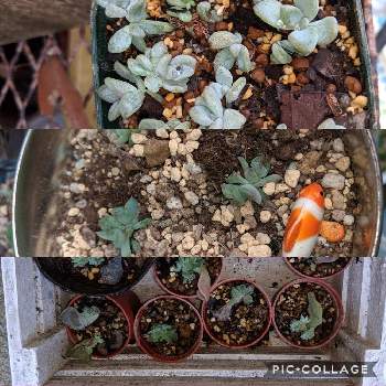 梅雨対策棚の投稿画像一覧 Greensnap グリーンスナップ