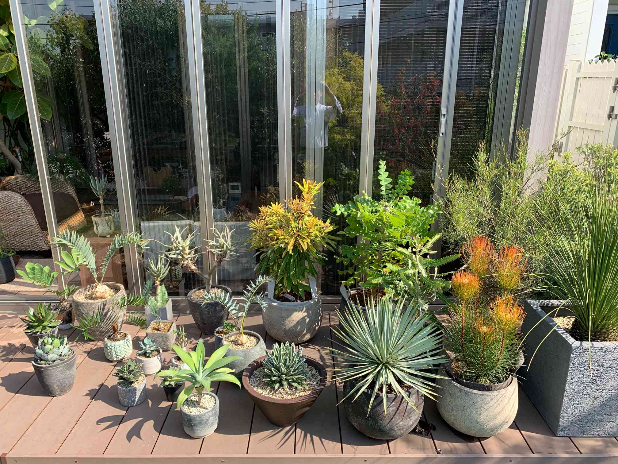 エンセファラルトストリスピノーサスの一覧｜🍀GreenSnap（グリーン