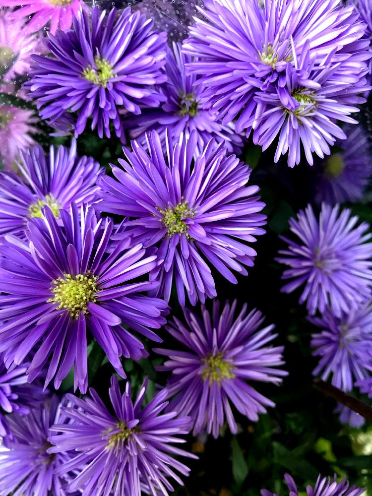 宿根アスター の投稿画像 By コーンフラワー さん 紫の花と夏でも元気な花フォトコン 19月7月24日 Greensnap グリーンスナップ