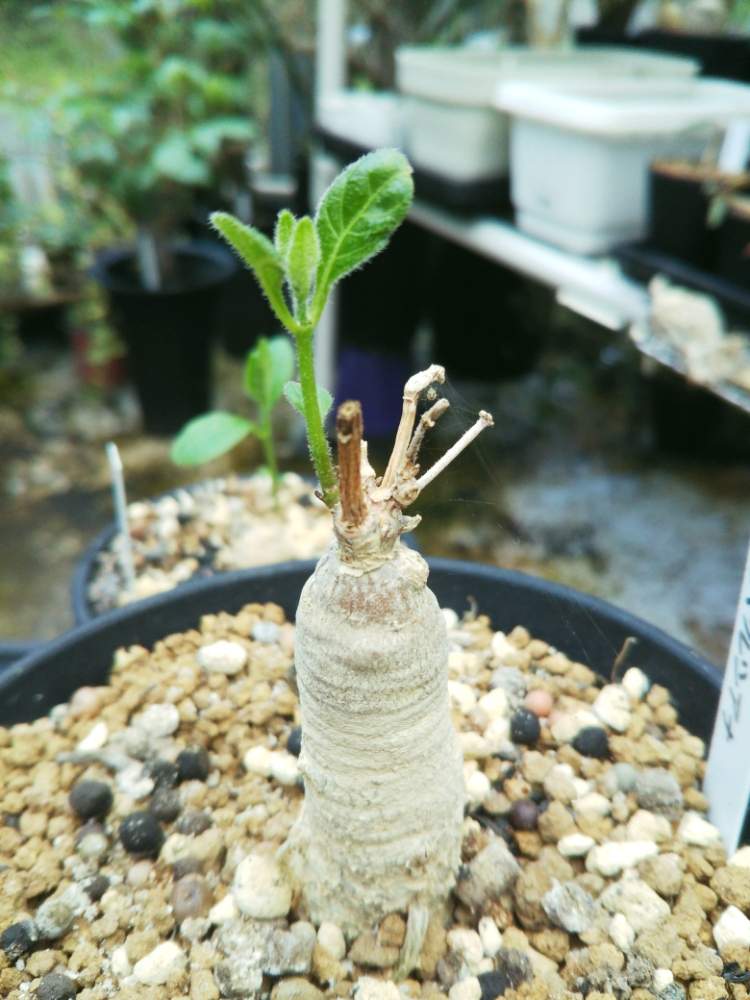 注目 激レア まるまる塊根部 入手困難 特大 黄金肌 キビリザアルベルシアナ - 植物/観葉植物