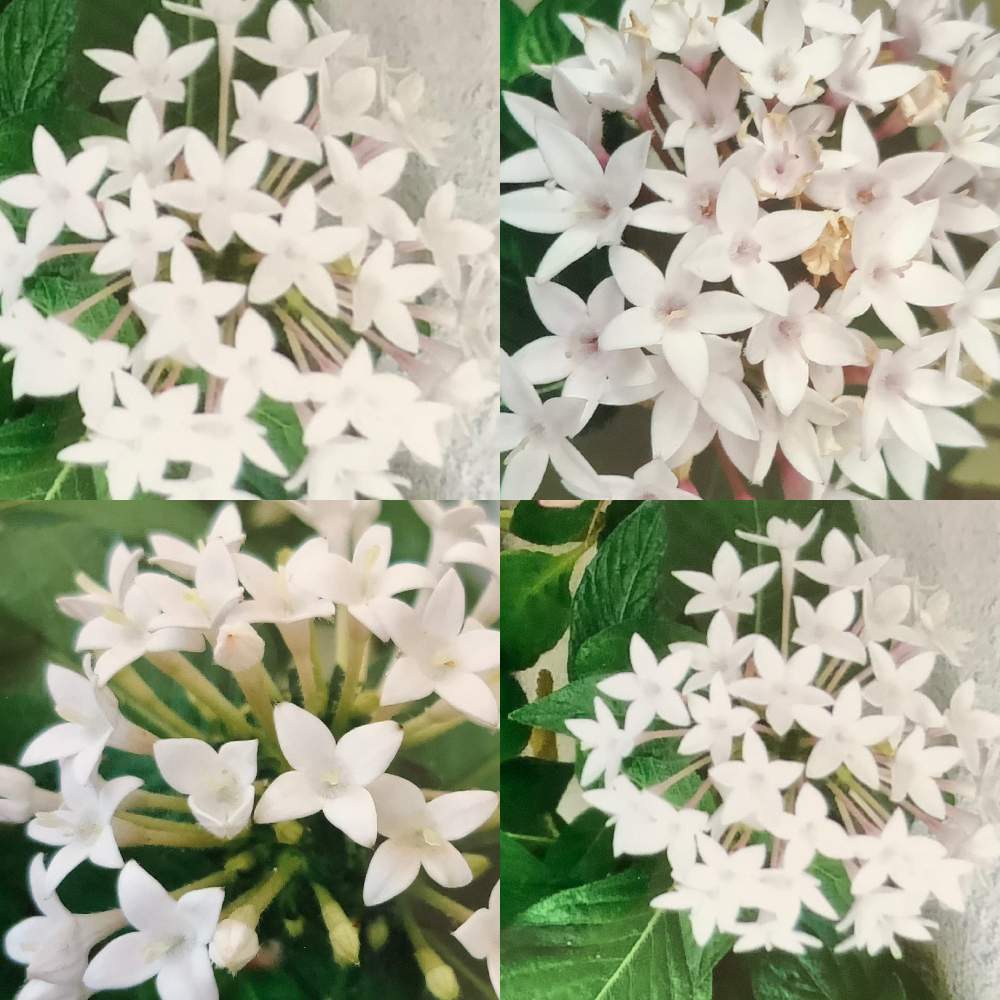 ペンタスの投稿画像 By チーさん 白い花と沖縄とgs植物うちなーぐち会 19月7月24日 Greensnap グリーンスナップ