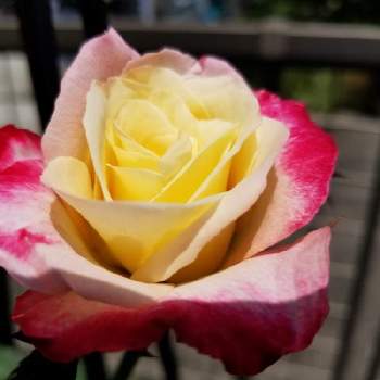 薔薇の初心者の画像 by takiさん | 小さな庭と薔薇好きと梅雨明け楽しみと香りの花を育てたいと薔薇の初心者と花のある暮らしと花が好き