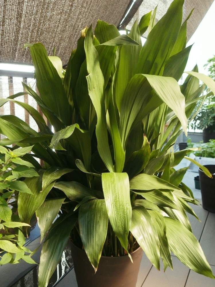 ハランの投稿画像 By Pack6さん 19月7月24日 Greensnap グリーンスナップ