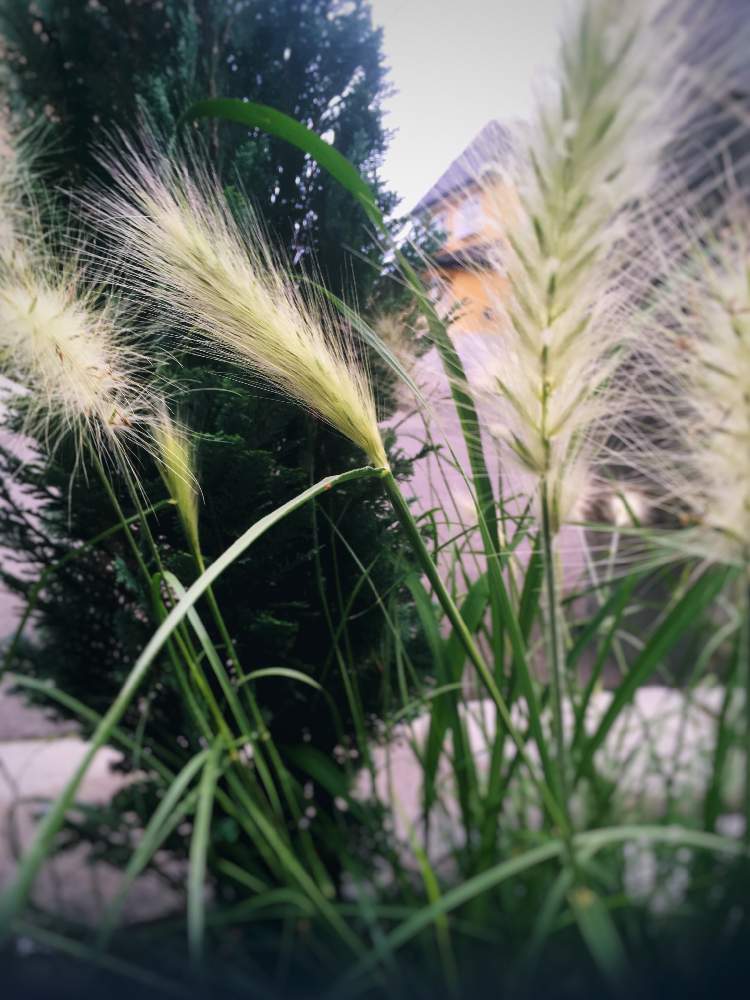グラス ペニセタム ピロサム 銀狐の投稿画像 By ｈａｌさん 小さな庭と花のある暮らしと初心者ガーデナーと1年目の庭と北国の庭と花のある暮らしと初心者ガーデナーと1年目の庭と北国の庭 19月7月24日 Greensnap グリーンスナップ Greensnap グリーン