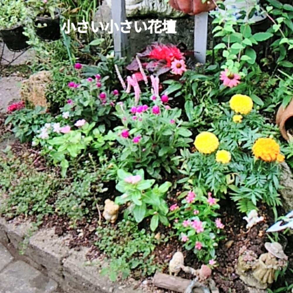 梅雨明け の投稿画像 By メリーさん 小さい花壇と花のある暮らしと猫の額の花壇と狭い花壇と玄関先と地植え 19月7月24日 Greensnap グリーンスナップ