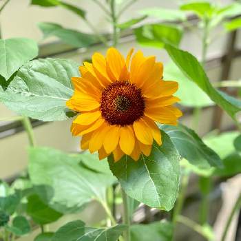 ひまわり切り花用ミックスの投稿画像一覧 Greensnap グリーンスナップ ひまわり切り花用ミックスの投稿画像一覧 Greensnap グリーンスナップ