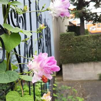 アサガオ☆の画像 by yukoさん | 小さな庭と雨上がりとアサガオ☆とスプリットペタル☆と梅雨と八重咲きと花のある暮らし