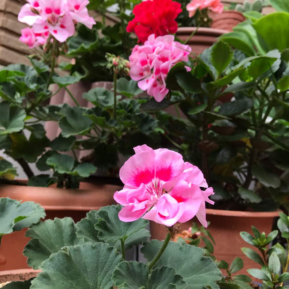 ゼラニウムの投稿画像 By トッティーさん 挿し芽と鉢植えのお花と花のある暮らし 19月7月25日 Greensnap グリーンスナップ