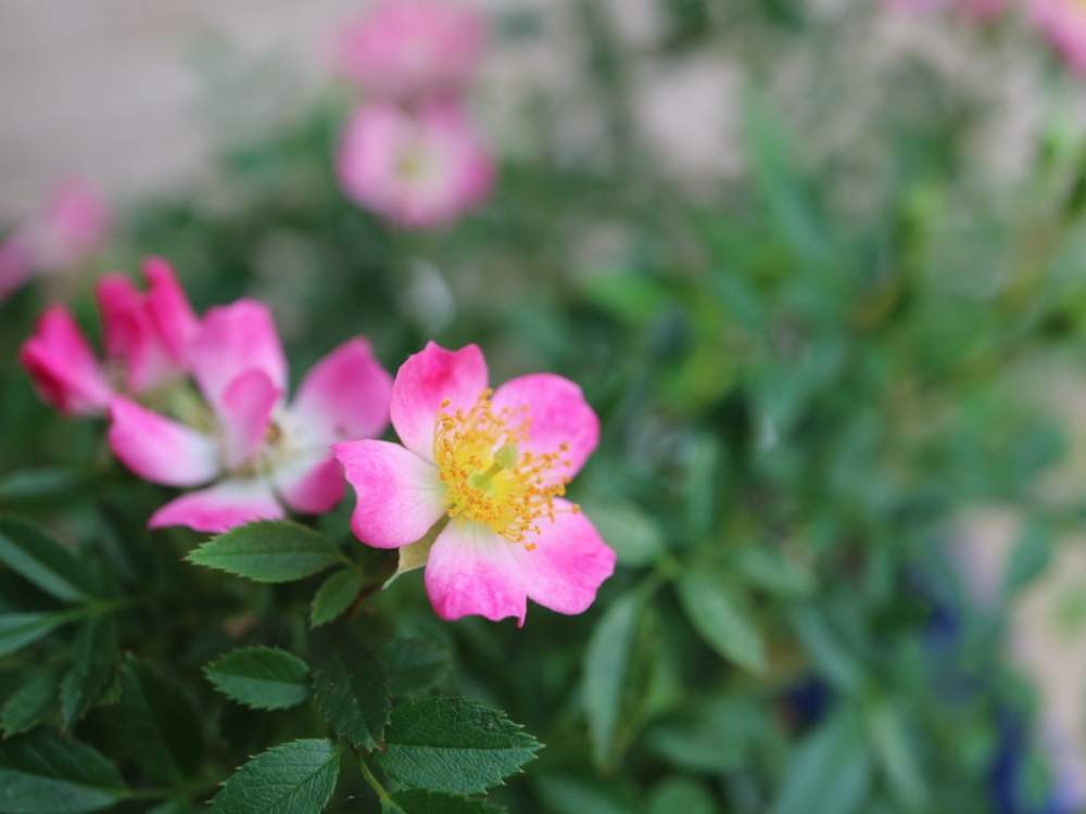 ミニバラの投稿画像 By ミルキーさん ミニバラ 雅と薔薇愛同盟と梅雨明け楽しみと花のある暮らしと夏でも元気な花フォトコンと小さい花が好き 19月7月25日 Greensnap グリーンスナップ