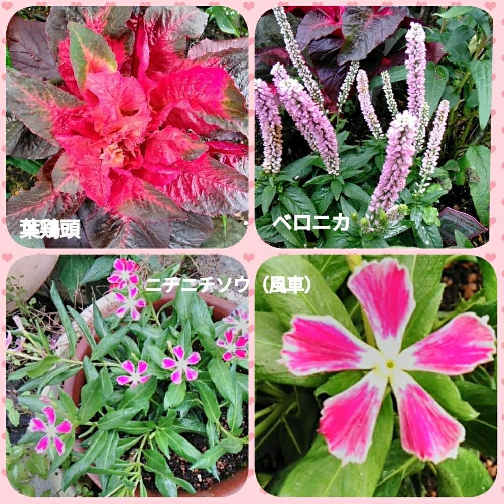 曇りのち晴れの投稿画像 By メリーさん 鉢植えと小さい花壇と花のある暮らしと狭い花壇と玄関先と地植え 19月7月25日 Greensnap グリーンスナップ