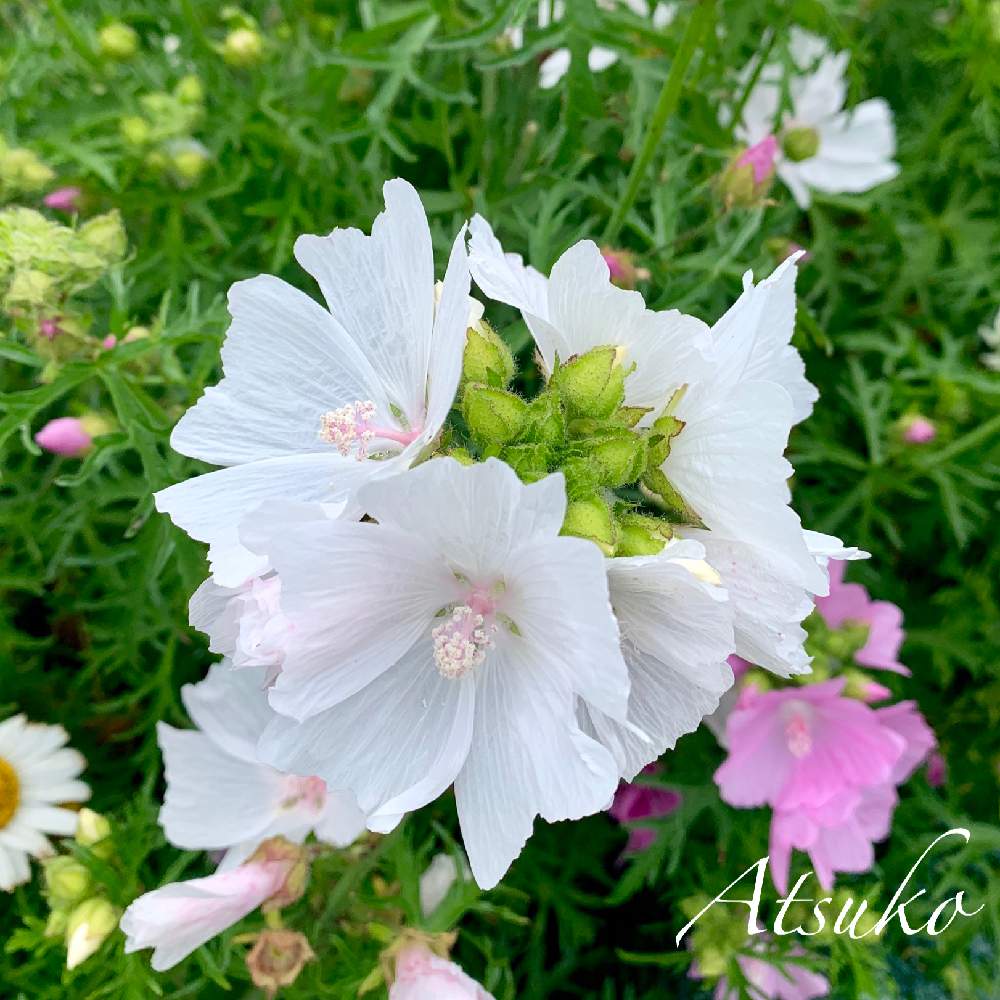 ムスクマロウの投稿画像 By まりももさん ジャコウアオイと北海道とピンクの小花と北海道の夏の花 19月7月25日 Greensnap グリーンスナップ