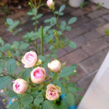 極小ミニバラ リトルウッズの画像 by ranさん | 小さな庭とミニバラと姫バラと極小ミニバラ リトルウッズと極小ミニバラ リトルウッズと花のある暮らし