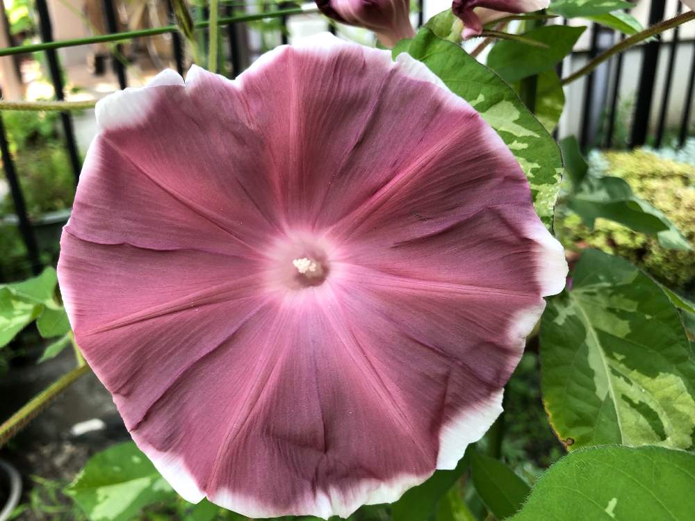 朝顔団十郎の投稿画像 By ふぉすロビさん 今日の朝顔 19月7月25日 Greensnap グリーンスナップ