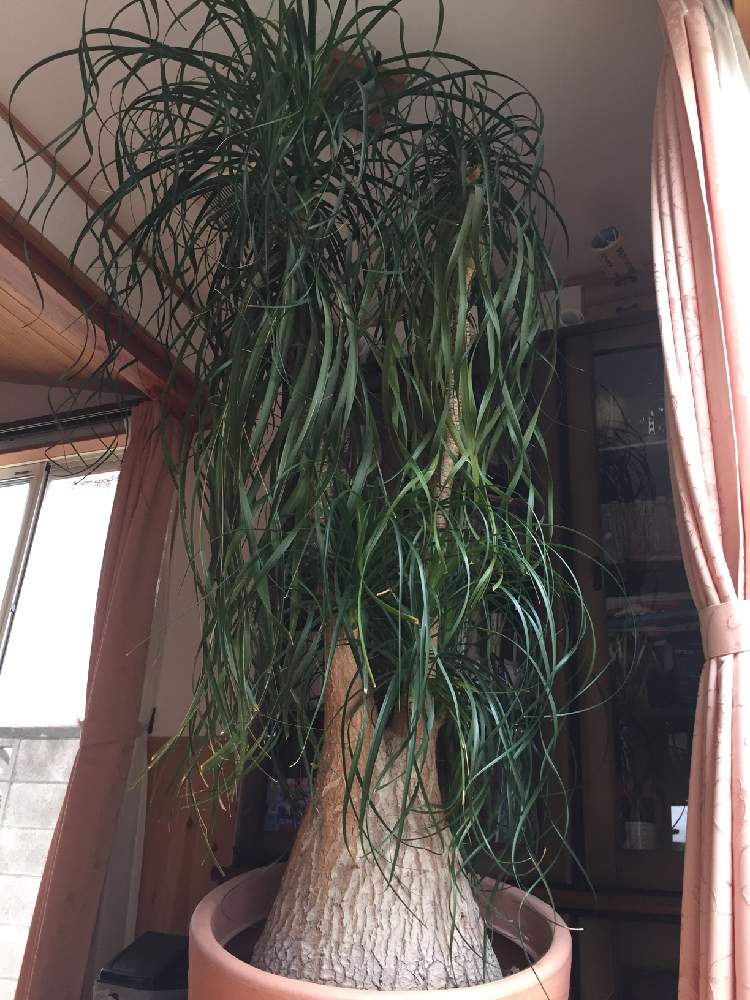 トックリランの投稿画像 By ばなっちさん インテリア 19月7月25日 Greensnap グリーンスナップ Greensnap グリーンスナップ