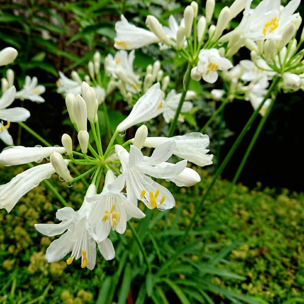 アガパンサスの投稿画像 By なつめぐさん アガパンサス 白とミニアガパンサスと白い花と今日のお花 19月7月25日 Greensnap グリーンスナップ