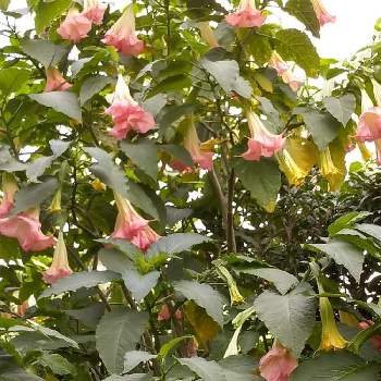 エンジェルストランペットの花の画像 by ライラックさん | 広い庭と花のある暮らしとエンジェルストランペットの花
