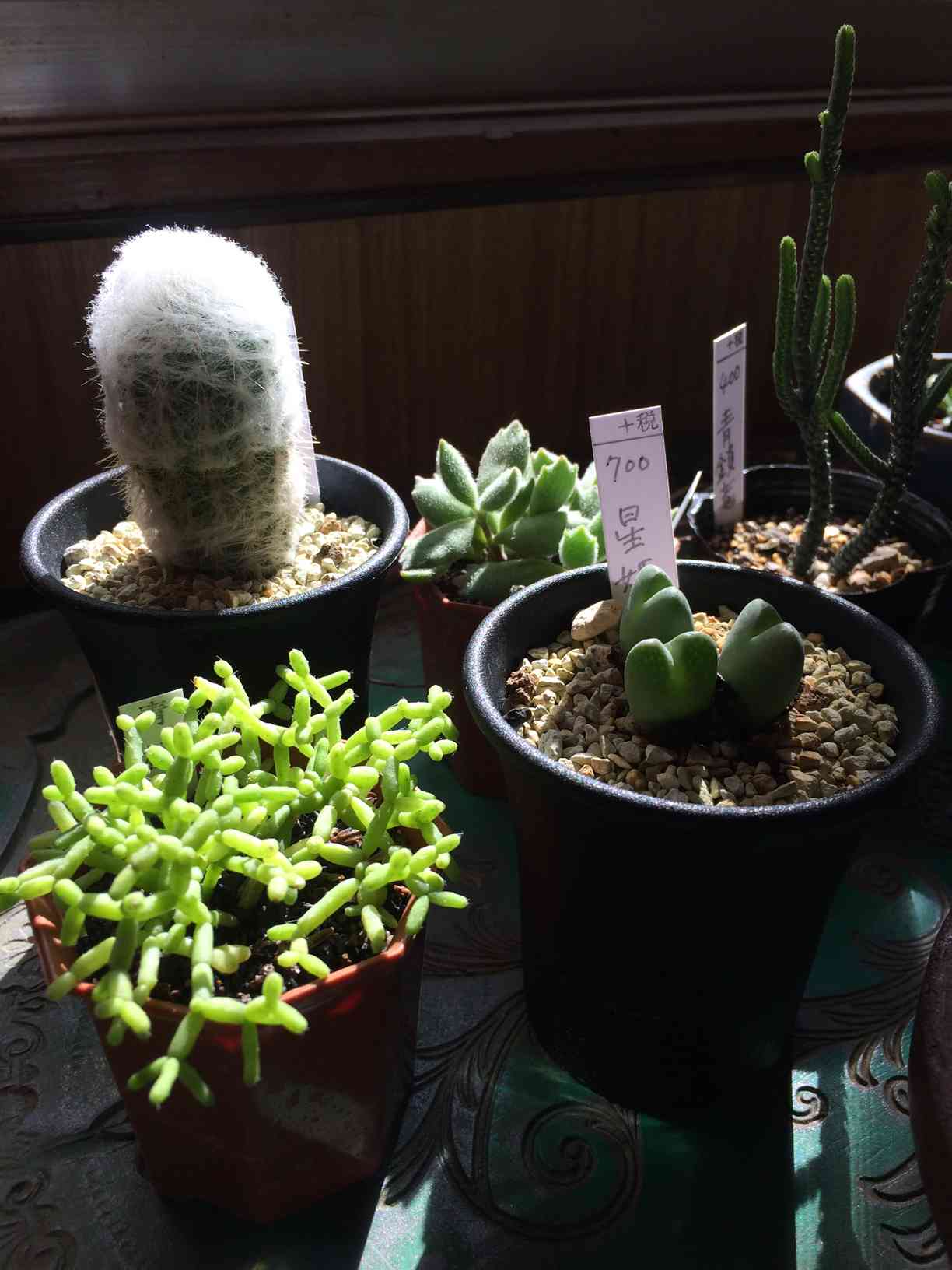 コノフィツム星姫｜🍀GreenSnap（グリーンスナップ）