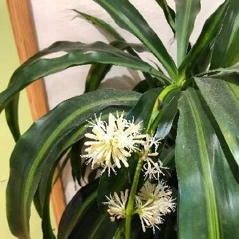 ドラセナマッサンゲアナの投稿画像一覧 Greensnap グリーンスナップ