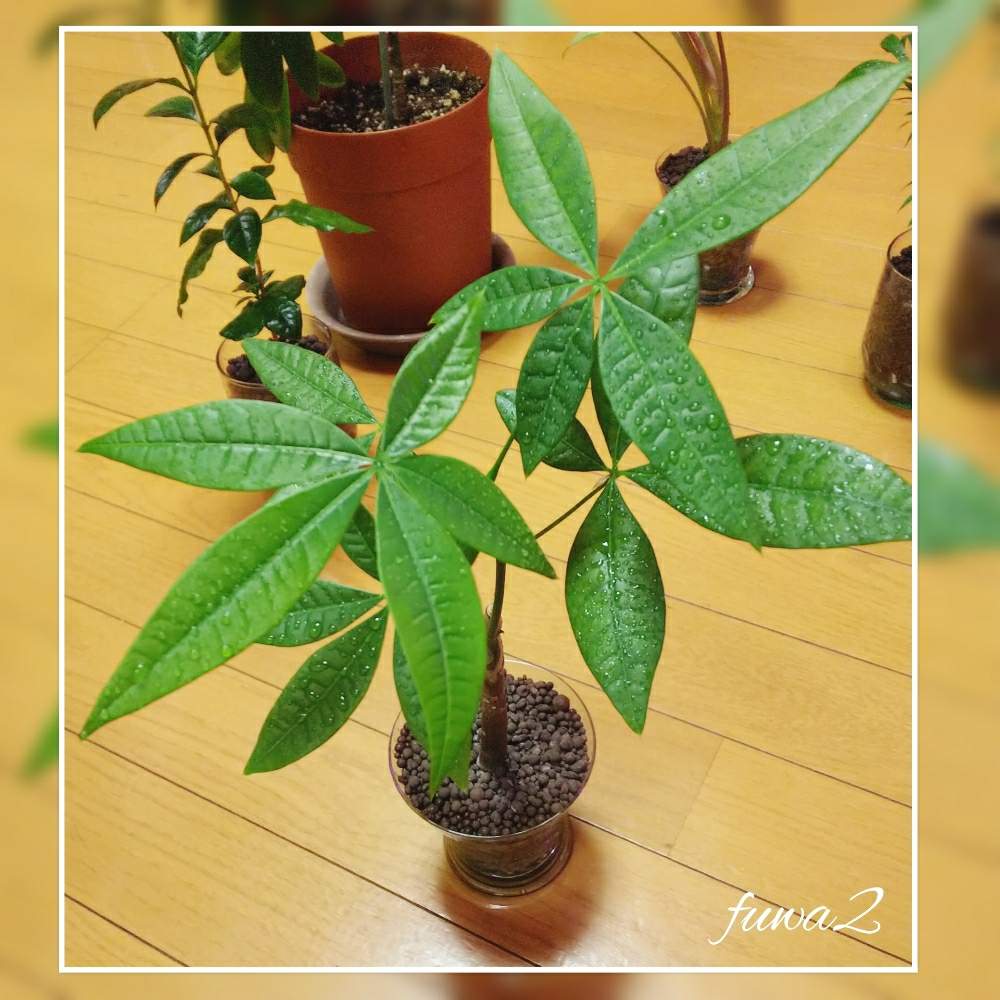 パキラ 18年8月 Greensnap グリーンスナップ