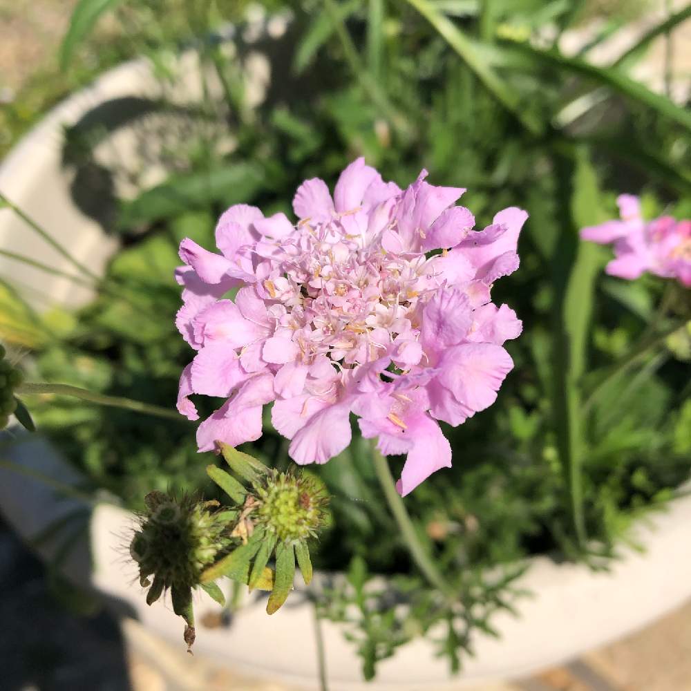 美しい花の画像 ぜいたくスカビオサ ピンク