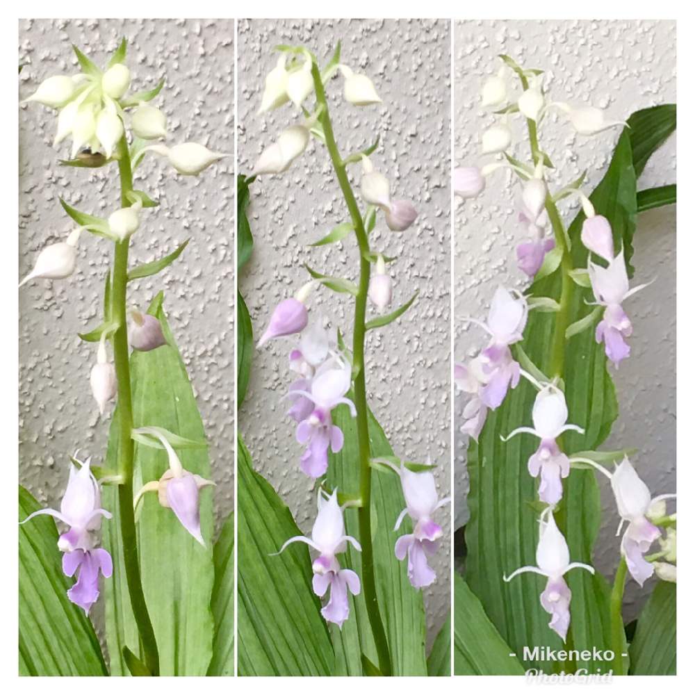 ナツエビネの投稿画像 By 三毛猫さん ラン科エビネ属と薄ピンク色の花と多年草と花のある暮らしと夏でも元気な花フォトコン 19月7月25日 Greensnap グリーンスナップ