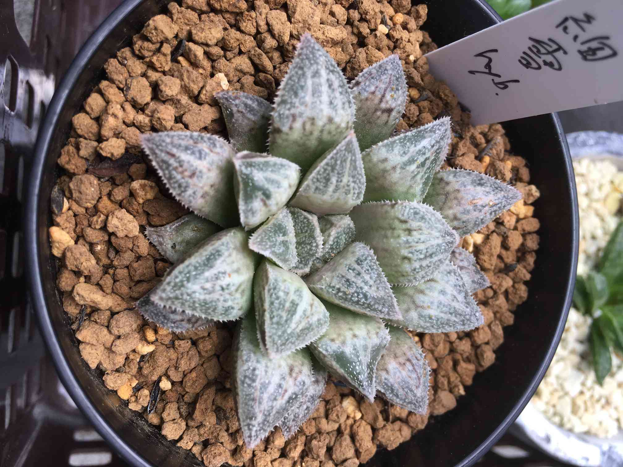 多肉植物 ハオルチア 蜃気楼万象錦糊斑