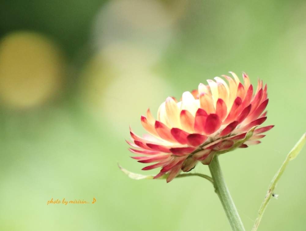 ヘリクリサムの投稿画像 By みりりんさん 帝王貝細工 ムギワラギク と素敵な日に と玉ボケ倶楽部 19月7月26日 Greensnap グリーンスナップ