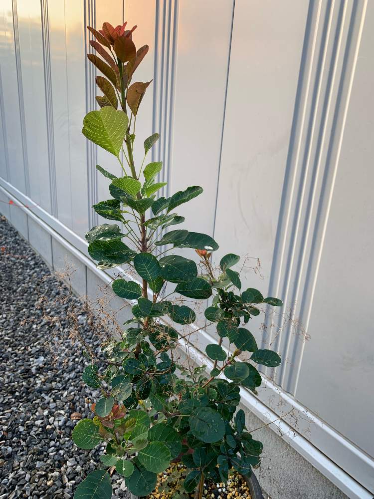 スモークツリー リトルルビーの投稿画像 By ナオッチさん 観葉植物と鉢植えと花壇とガーデニングと庭のフェンスとプランターと苗木とグランドカバーと地植えとインテリアグリーン 19月7月26日 Greensnap グリーンスナップ