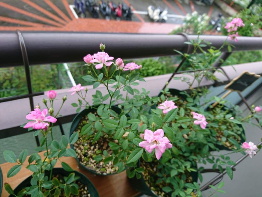 180円の見切り品だったミニバラ Greensnap グリーンスナップ