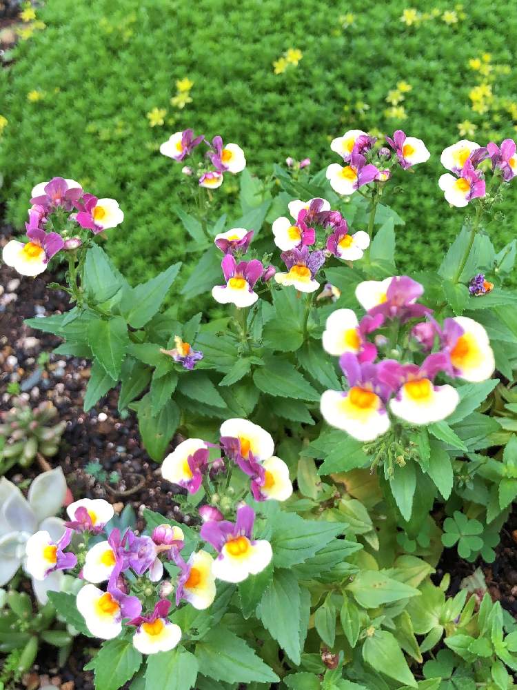 セダム属の投稿画像 By ブー子さん グリーンのある暮らしと庭の花とナチュラルガーデンと我が家の花壇とマンション専用庭と花のある暮らしとネメシア とメネシア チョコバナナ 19月7月26日 Greensnap グリーンスナップ