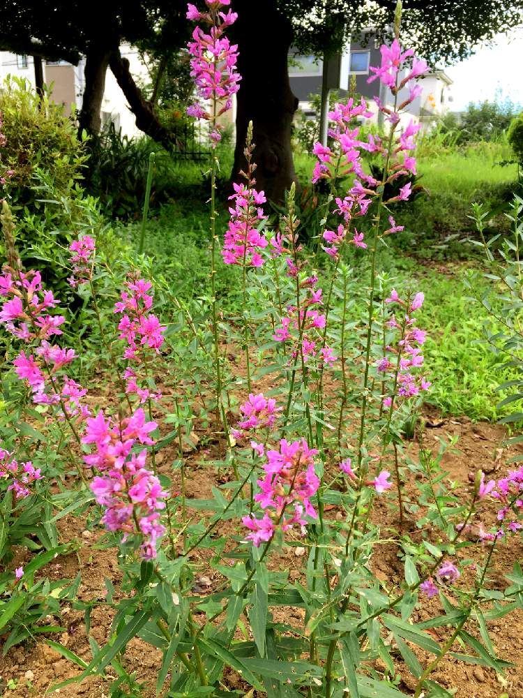 西洋ミソハギの投稿画像 By 長靴おばさんさん 花のある暮らし 19月7月26日 Greensnap グリーンスナップ