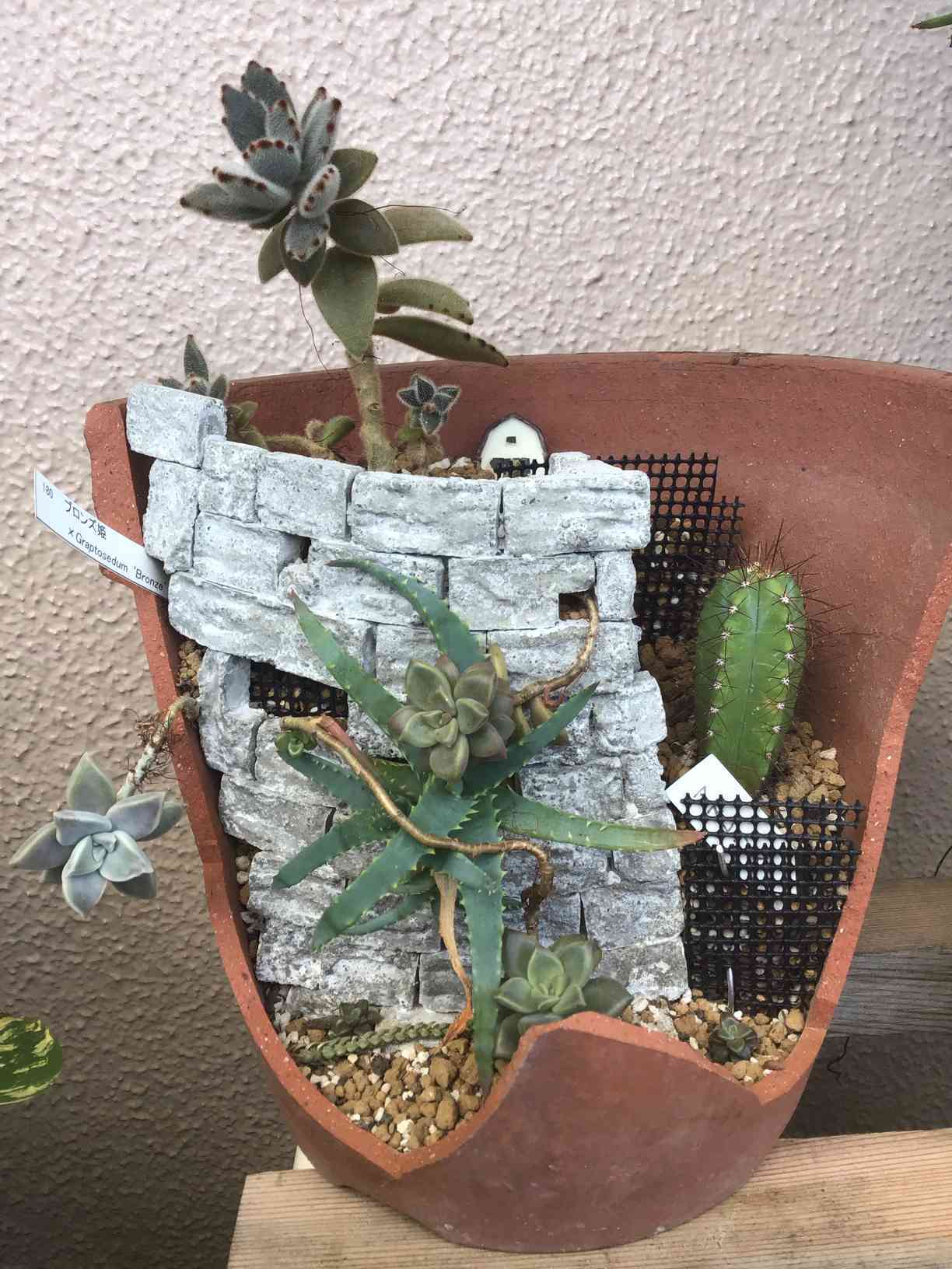 鉢 手作り 使わない食器を植木鉢に変身させてみた | となりのカインズさん