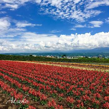 北海道の夏の花の投稿画像一覧 Greensnap グリーンスナップ