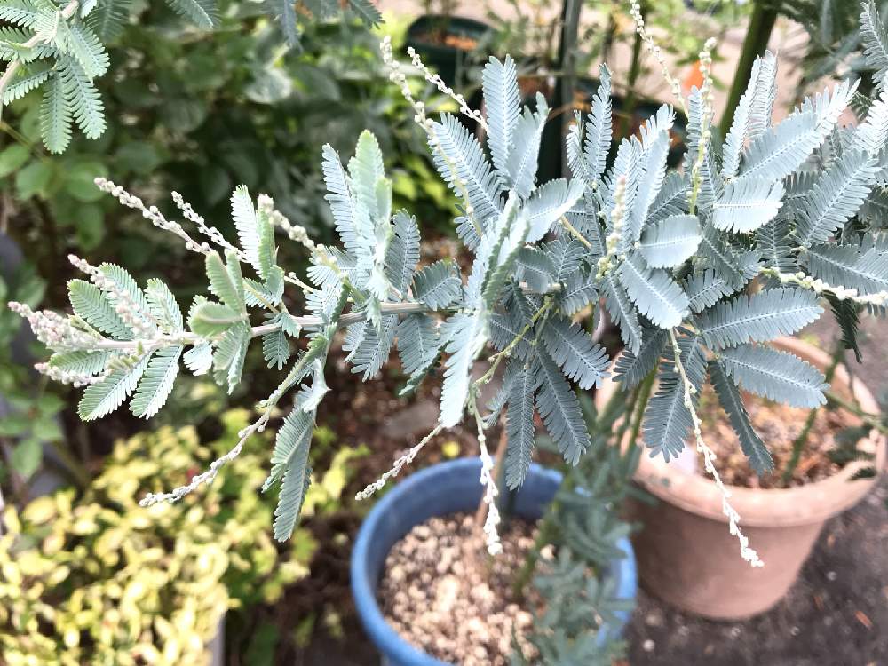 ミモザの投稿画像 By ちびたんさん 初心者と鉢植えと花のある暮らしと寒冷地 19月7月26日 Greensnap グリーンスナップ