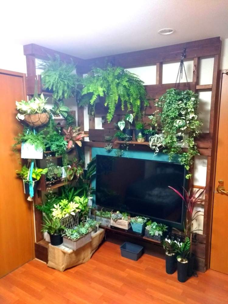 観葉植物の投稿画像 By Anzuさん 植物棚diyと大自然と新緑と成長記録とgreen Up と植物棚とジャングル化計画 19月7月26日 Greensnap グリーンスナップ