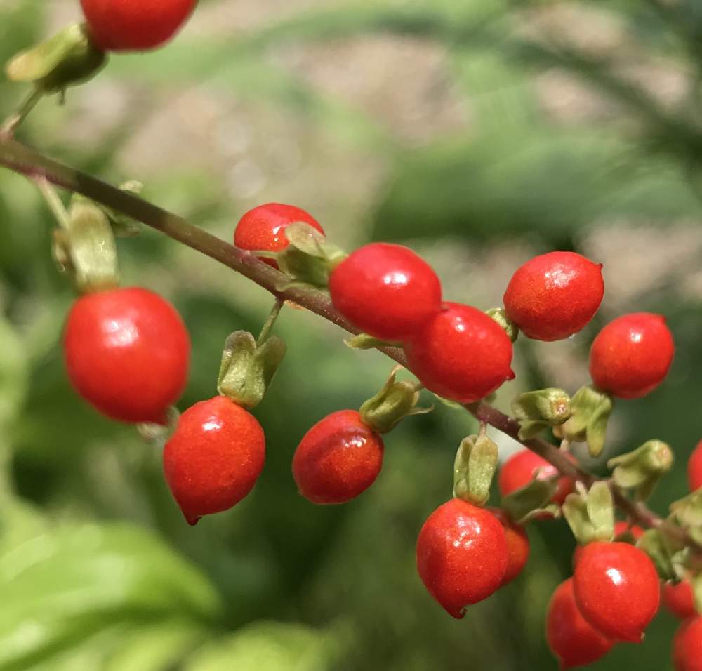 ジュズサンゴの投稿画像 By サーさん 赤い実と花のある暮らし 19月7月26日 Greensnap グリーンスナップ