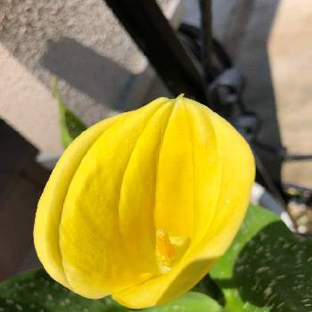 サトイモ科 の投稿画像一覧 Greensnap グリーンスナップ