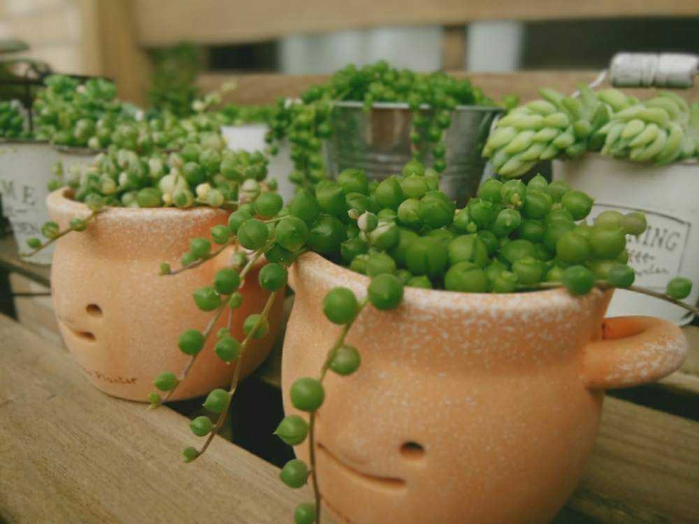 09.06更新】斑入りグリーンネックレス 他ネックレス系 夏の記録