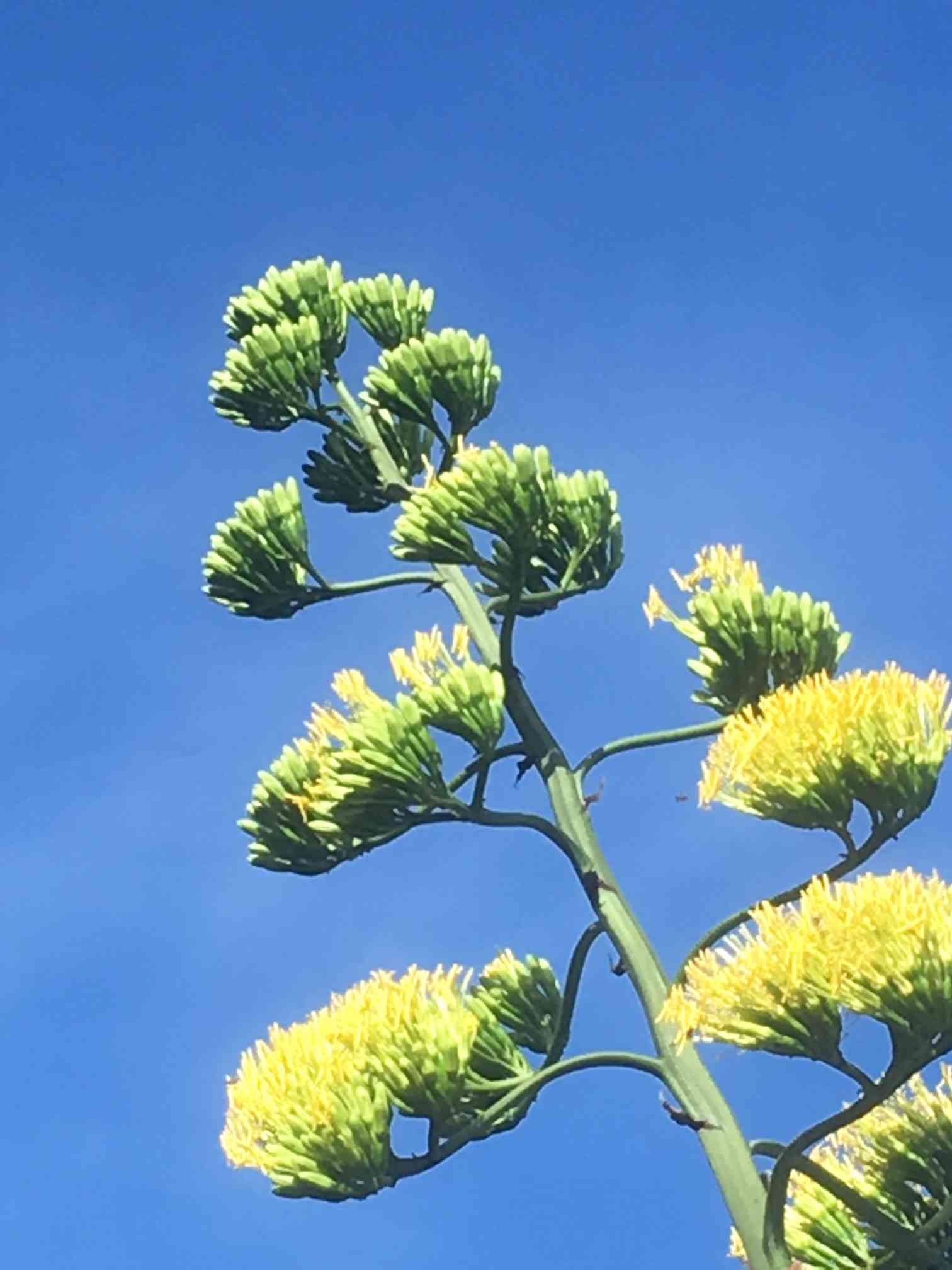 50年に一度の開花〜日比谷公園のアオノリュウゼツラン
