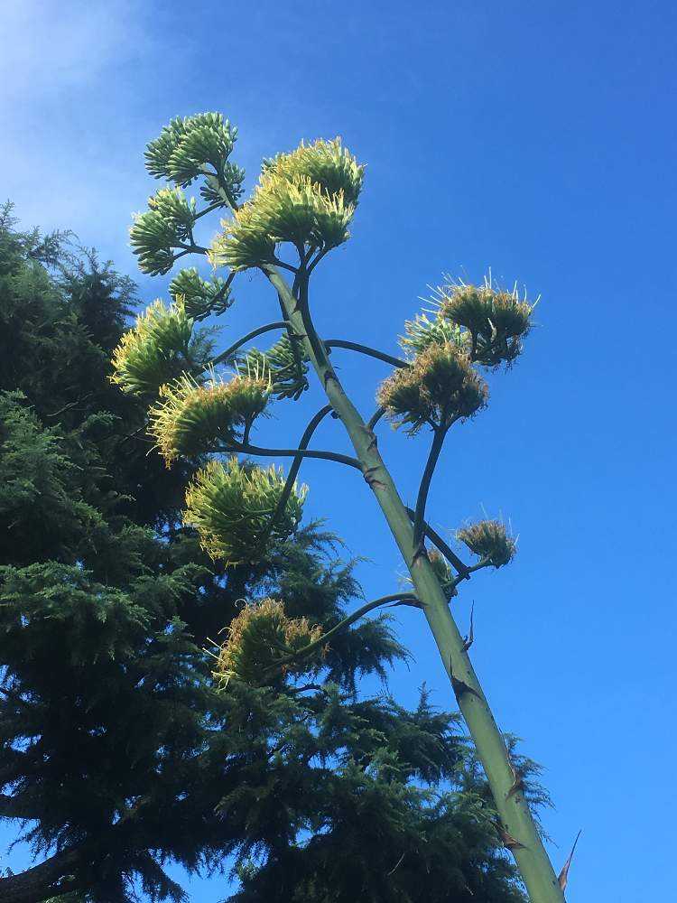 50年に一度の開花〜日比谷公園のアオノリュウゼツラン
