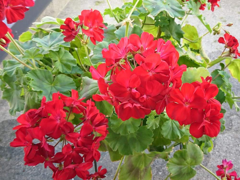 ゼラニウムの投稿画像 By はるちっちさん 赤い花とガーデニングと花のある暮らしと鉢植えゼラニウム 19月7月27日 Greensnap グリーンスナップ