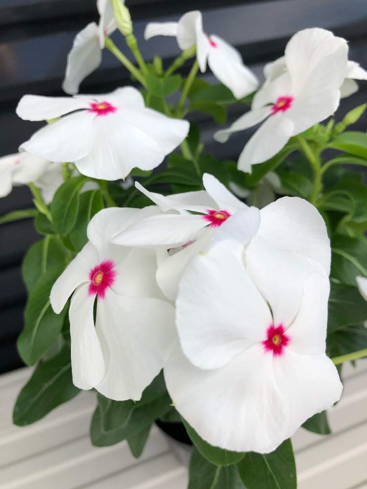 ニチニチソウの投稿画像 By キミさん 寄せ植えにときれいとステキ と綺麗なお花ときれいな色と爽やかと花のある暮らしと白い花とかわいい とステキなお花 19月7月27日 Greensnap グリーンスナップ