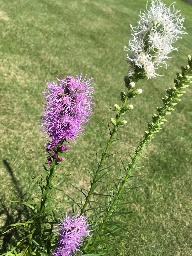 手作りの庭の投稿画像 By Mimiさん 多年草と手作り花壇とリアトリス とガーデニングと地植え 19月7月27日 Greensnap グリーンスナップ