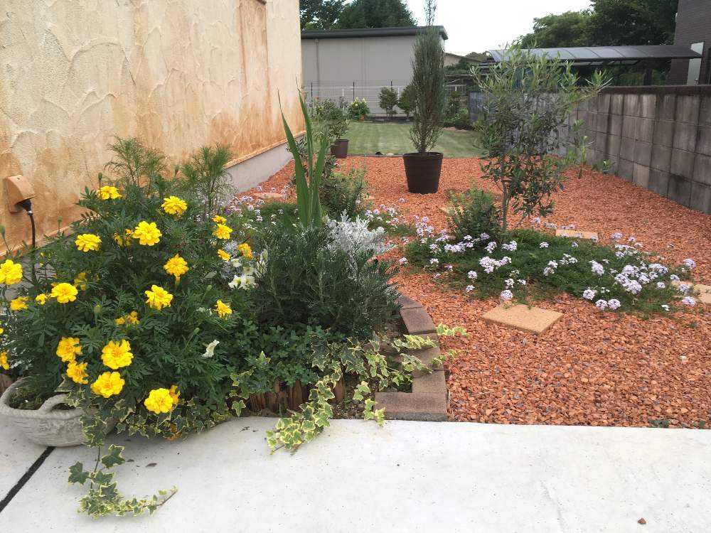 手作りの庭の投稿画像 By Mimiさん 週末ガーデナーとタピアン とオリーブツリーラバーとマリーゴールド 黄色 オレンジと手作り花壇と花の ある暮らしと地植えと花壇とヘデラ とガーデニングとグランドカバーとエクステリアと瓦チップと手作りの庭と週末ガーデナーと 手作りの庭の投稿画像 By Mimiさん 週末ガーデナーとタピアン とオリーブツリーラバーとマリーゴールド 黄色 オレンジと手作り花壇と花の ある暮らしと地植えと花壇とヘデラ とガーデニングとグランドカバーとエクステリアと瓦チップと手作りの庭と週末ガーデナーと