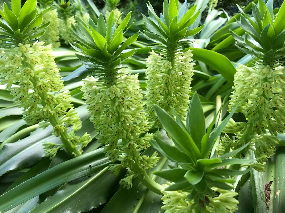 パイナップルリリーの投稿画像 By ひめだかさん 地植えと球根植物と散歩中 19月7月27日 Greensnap グリーンスナップ